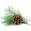 Gel de dus, cu pin si plante BIO, Life Care®